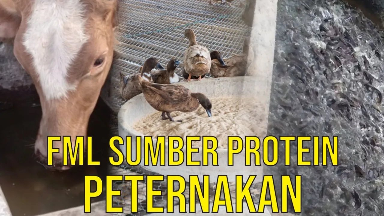 
                                 FML-Sumber-Protein-Peternakan-Perikanan